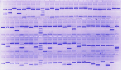 Should You Sonicate Your Western Blot Lysates?